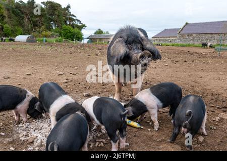 East Lothian, Scozia, Regno Unito, 4th maggio 2022. Pedigree Saddleback Piglets in East Fortune Farm: Questi suinetti, ora di diverse settimane, sono ancora con la loro madre, nutrendo su pasto e banana Foto Stock