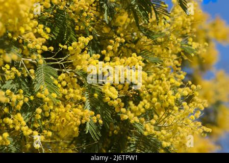 vista sui fiori di mimosa in un parco Foto Stock