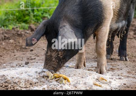 East Lothian, Scozia, Regno Unito, 4th maggio 2022. Maialini nati all'East Fortune Farm: Questo maiale di razza Saddleback ha dato alla luce una lettiera di 11 suinetti 4 giorni fa. Lei gode di una colazione di pasto e banana Foto Stock