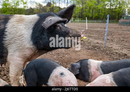 East Lothian, Scozia, Regno Unito, 4th maggio 2022. Pedigree Saddleback Piglets in East Fortune Farm: Questi suinetti, ormai di diverse settimane, sono ancora con la loro madre, godendo la loro colazione di uva, pasto e banana Foto Stock