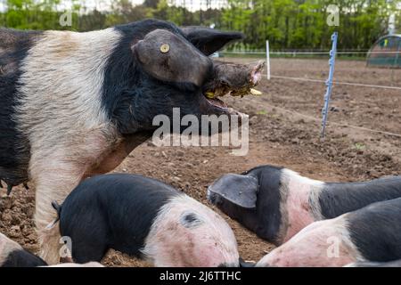 East Lothian, Scozia, Regno Unito, 4th maggio 2022. Pedigree Saddleback Piglets in East Fortune Farm: Questi suinetti, ormai di diverse settimane, sono ancora con la loro madre, godendo la loro colazione di uva, pasto e banana Foto Stock