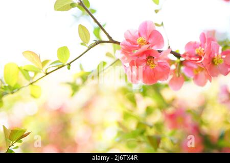 Bella fiore rosa fiori sull'albero su sfondo sfocato Foto Stock