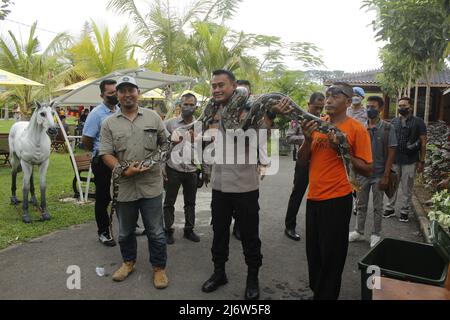 3 maggio 2022, Madiun, Giava orientale, Indonesia: Capo della polizia di Madiun aggiunto Senior Commissioner della polizia Anton Prasetyo durante un'interazione con un pitone (Pythonidae) mentre si controllano i sentieri e un certo numero di attrazioni turistiche nella reggenza di Madiun. Dopo Eid o la celebrazione di Eid al-Fitr 1 Syawal 1443 Hijriyah / anno 2022, le indicazioni sono che vi è un aumento dei visitatori provenienti da varie regioni. (Credit Image: © Ajun Ally/Pacific Press via ZUMA Press Wire) Foto Stock