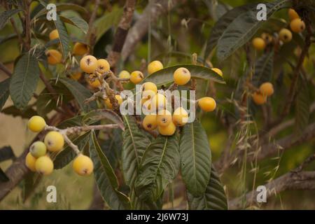 Orticoltura di Gran Canaria - loquat, Eriobotrya japonica, sfondo naturale macro floreale Foto Stock