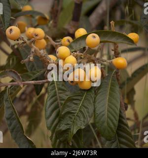 Orticoltura di Gran Canaria - loquat, Eriobotrya japonica, sfondo naturale macro floreale Foto Stock