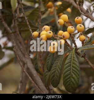 Orticoltura di Gran Canaria - loquat, Eriobotrya japonica, sfondo naturale macro floreale Foto Stock