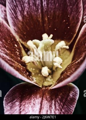 Macro scatto di fiore rosso di tulipano con fuoco su pistil a profondità di campo poco profonda Foto Stock