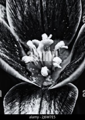 Macro fotografia monocromatica di fiore di tulipano con focalizzazione sul pistil a profondità di campo poco profonda Foto Stock