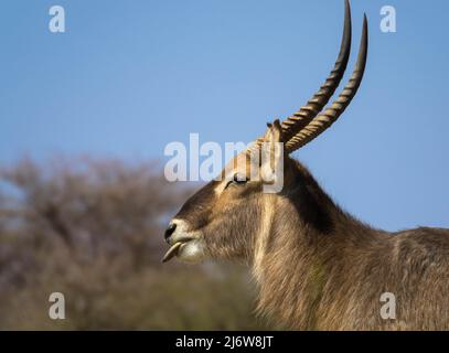 Un ritratto in primo piano di una femmina waterbuck. Visto al game drive nella riserva faunistica africana. Foto Stock