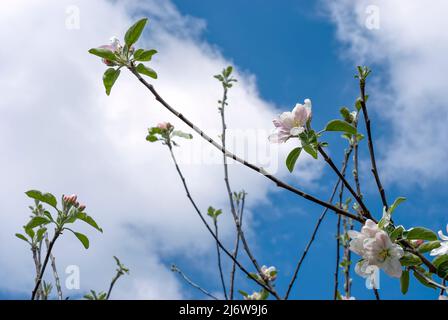 Solo rametti di mele al sole. Apple fiorisce su ramoscelli contro il cielo. Foto Stock