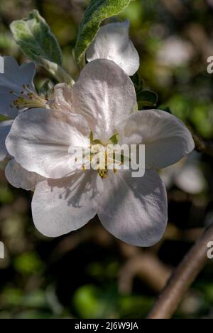 Primo piano grande fiore di mela. Bella mela fiore nei raggi dolci del sole. Foto Stock