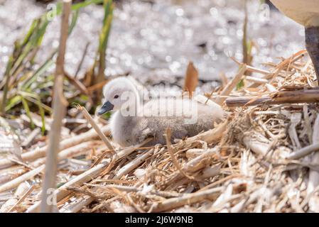 Un primo piano di un piccolo cigno / cygnet sedette su canne Foto Stock