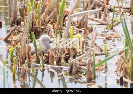 Un primo piano di un piccolo cigno / cygnet sedette tra le canne Foto Stock