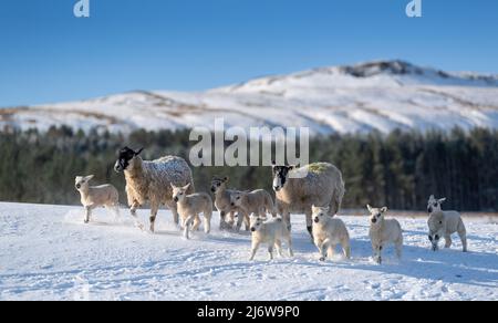Mulo pecore con agnelli a piedi nella neve in altopiani pascoli, Wensleydale, North Yorkshire, Regno Unito. Foto Stock