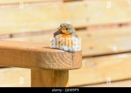 Un robo sedette / sdraiato su un braccio di panca in legno Foto Stock