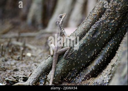 Basilisk comune (Basiliscus basiliscus) o Gesù Cristo lucertola, Sierpe, Parco Nazionale di Corcovado, Penisola di Osa, Costa Rica, America Centrale Foto Stock