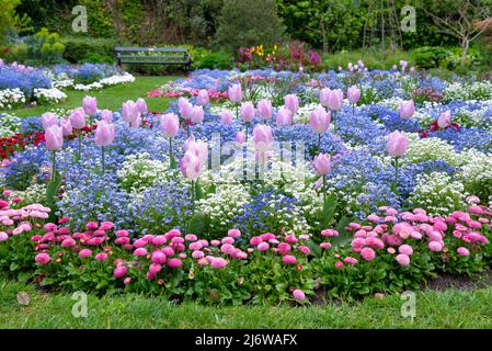 I colorati letti primaverili sono esposti nei giardini botanici di Sheffield, Yorkshire, Inghilterra. Foto Stock