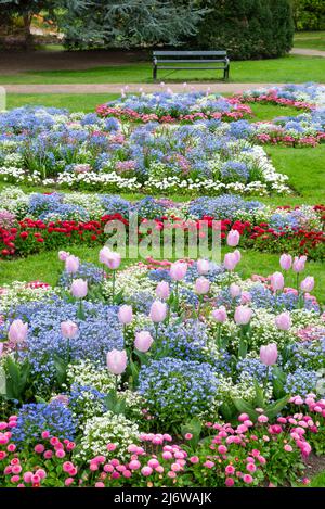 I colorati letti primaverili sono esposti nei giardini botanici di Sheffield, Yorkshire, Inghilterra. Foto Stock