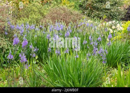 Massa di Camassi Leitchlinii con fiori blu in primavera. Piantato tra arbusti nei giardini botanici di Sheffield, Yorkshire, Inghilterra. Foto Stock