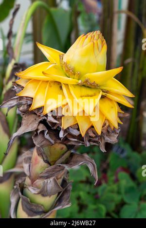 Musella Lasiocarpa (Banana nana cinese). Grande fiore giallo testa su una pianta che cresce sotto vetro a Sheffield Botanical Gardens, Yorkshire, Inghilterra. Foto Stock