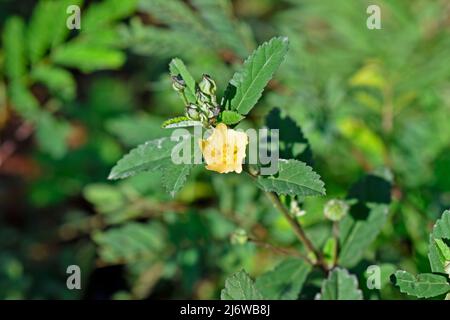 Sida a foglia di arrowleaf o fiore di sida a foglia di rombo (Sida rhombifolia) Foto Stock