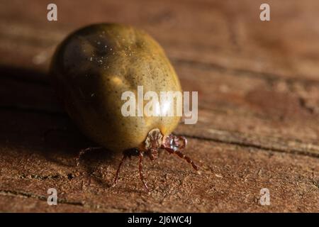 Un cane segno di spunta pieno di sangue è visto da vicino in questa foto macro. Foto Stock