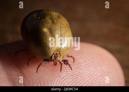 Un cane segno di spunta pieno di sangue è visto da vicino in questa foto macro. Foto Stock