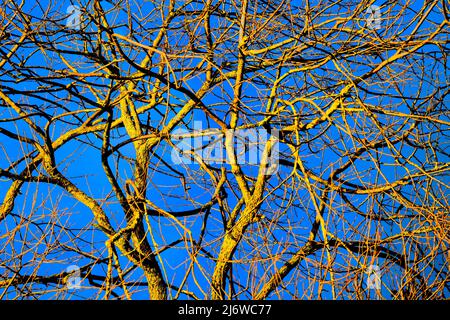 Willow Tree, Weserbergland, Assia, Germania Foto Stock