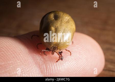 Un cane segno di spunta pieno di sangue è visto da vicino in questa foto macro. Foto Stock