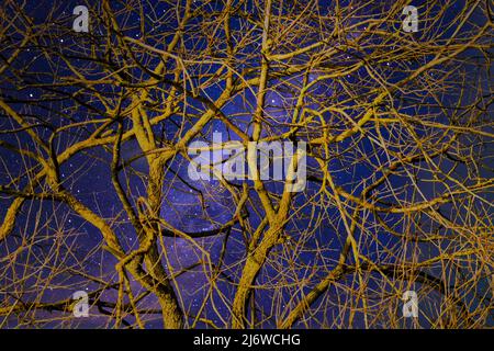Willow Tree, Weserbergland, Assia, Germania Foto Stock