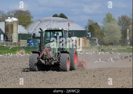 PAESI BASSI, Frisia, biogas Plant and Farming / NIEDERLANDE, Friesland, Ackerbau und Biogasanlage, Fendt Traktor bei Bodenbearbeitung Foto Stock