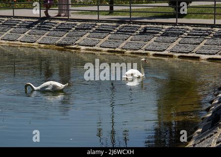 Due cigno galleggia sull'acqua vicino alla riva. Serbatoio nel parco Foto Stock