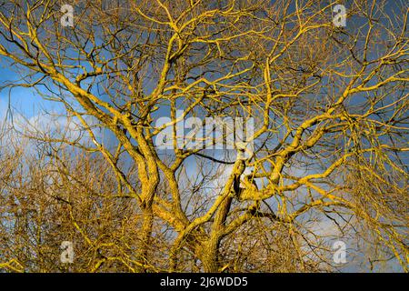 Willow Tree, Weserbergland, Assia, Germania Foto Stock