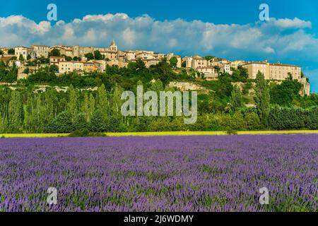 Campo di lavanda in fiore, Saignon, Provenza, Francia Foto Stock