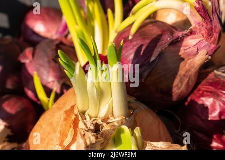 Cipolla germogliata in primo piano, cipolla comune con skale arancione e viola Foto Stock