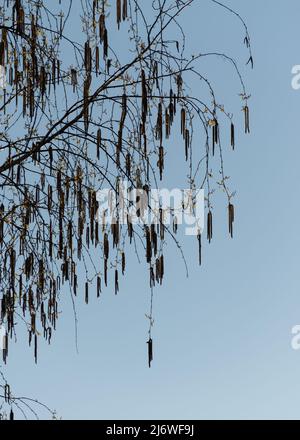 Silhouette in legno di betulla, ramo con foglie nuove e catkin pendente contro il cielo blu Foto Stock