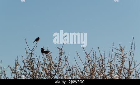 Tre uccelli che riposano su ramoscelli, passeri selvatici sono seduti su baldacchino di albero di frutta in fiore in primavera Foto Stock