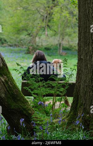 Donna di mezza età seduta su panchina con cane in primavera. Surrey, Inghilterra Foto Stock