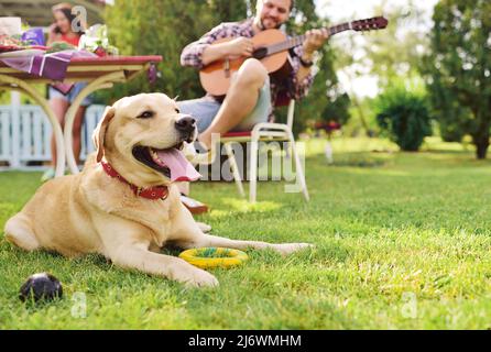 cane razza labrador retriever si trova sull'erba sullo sfondo di un uomo che suona la chitarra in un parco Foto Stock