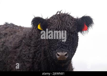 Primo piano di una testa di mucche Galloway, all'esterno e pascolo sul brughiera in Howgill Fells, Cumbria, Regno Unito. Foto Stock