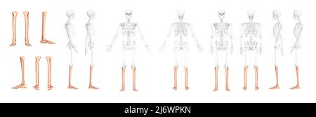 Set di tibia, piede, caviglia della gamba dello scheletro, vista laterale posteriore anteriore umana con posizione delle ossa parzialmente trasparente. 3D disegno vettoriale di colore naturale piatto realistico dell'anatomia isolata su sfondo bianco Illustrazione Vettoriale