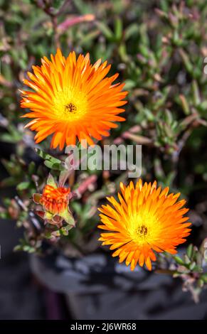 Vividi fiori d'arancio di Malephora crocea o mesembo coppery al sole, da vicino Foto Stock