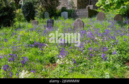 Bluebells Blue Bells cresce nel cimitero o nel cimitero che copre lapidi o lapidi Foto Stock