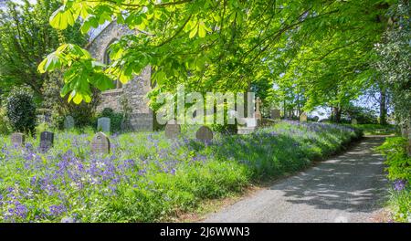 Bluebells Blue Bells cresce nel cimitero o nel cimitero che copre lapidi o lapidi Foto Stock