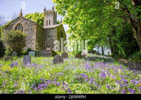 Bluebells Blue Bells cresce nel cimitero o nel cimitero che copre lapidi o lapidi Foto Stock