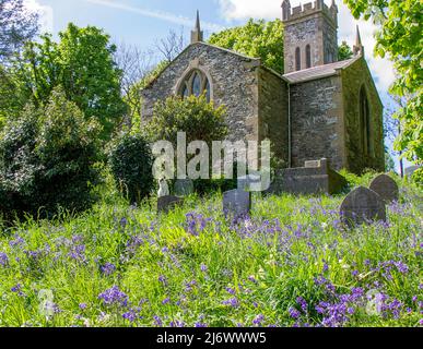 Bluebells Blue Bells cresce nel cimitero o nel cimitero che copre lapidi o lapidi Foto Stock