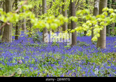 Spring Bluebells a Clumber in Nottinghamshire, Inghilterra Regno Unito Foto Stock