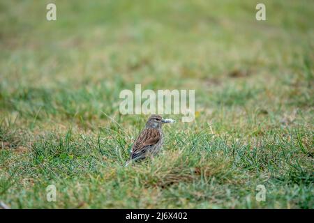dunnock raccogliendo materiali per costruire un nido Foto Stock