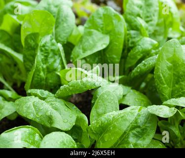 Le foglie verdi di Spinach F1 Amazzonia che crescono in un giardino vegetale in stile no-dig in primavera. Foto Stock