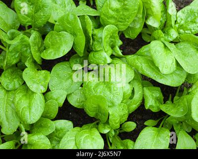 Le foglie verdi di Spinach F1 Amazzonia che crescono in un giardino vegetale in stile no-dig in primavera. Foto Stock